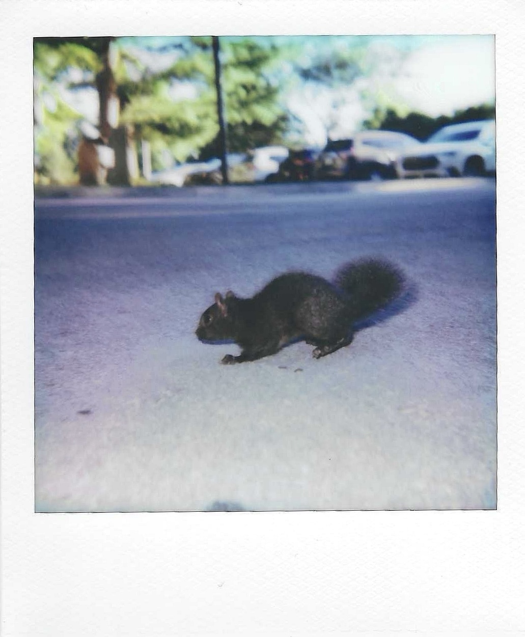 A polaroid image